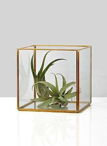 Serene Spaces Living Square Gold Lantern, Measures 5 inches Cube, Sold Individually