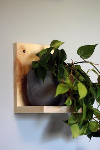 Daniel's Plants Indoor Plant Wall Gallery Shelf Kit | Midcentury Modern Wooden Shelves | Wall Mounted L Shaped Floating 