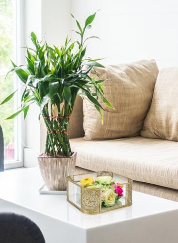 Serene Spaces Living 7" Aurea Mirror Tray, Gold Square Glass Tray - Elegant Decorative Centerpiece for Home, Parties, We
