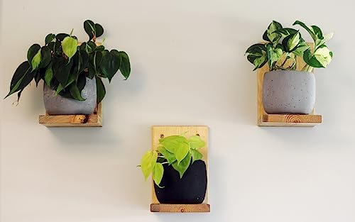 Daniel's Plants Indoor Plant Wall Gallery Shelf Kit | Midcentury Modern Wooden Shelves | Wall Mounted L Shaped Floating 