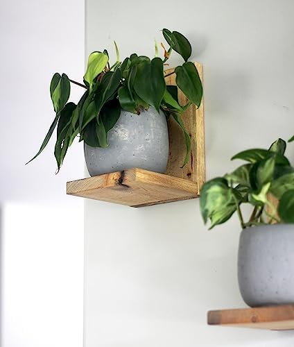 Daniel's Plants Indoor Plant Wall Gallery Shelf Kit | Midcentury Modern Wooden Shelves | Wall Mounted L Shaped Floating 