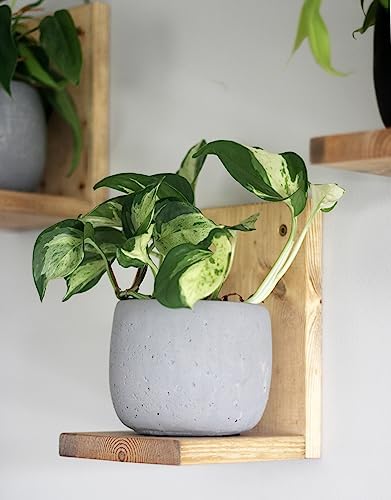 Daniel's Plants Indoor Plant Wall Gallery Shelf Kit | Midcentury Modern Wooden Shelves | Wall Mounted L Shaped Floating 