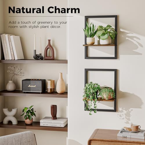 Bamworld Wall Plant Holder Hanging Planters for Indoor Plants Frames Decor