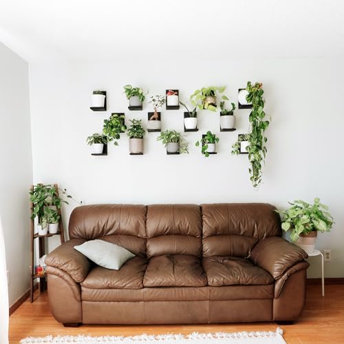 Daniel's Plants 3 Pack Mid-Century Modern L Shaped Wooden Plant Shelf Kit | Wall Mounted Floating Shelves | Solid Wood W