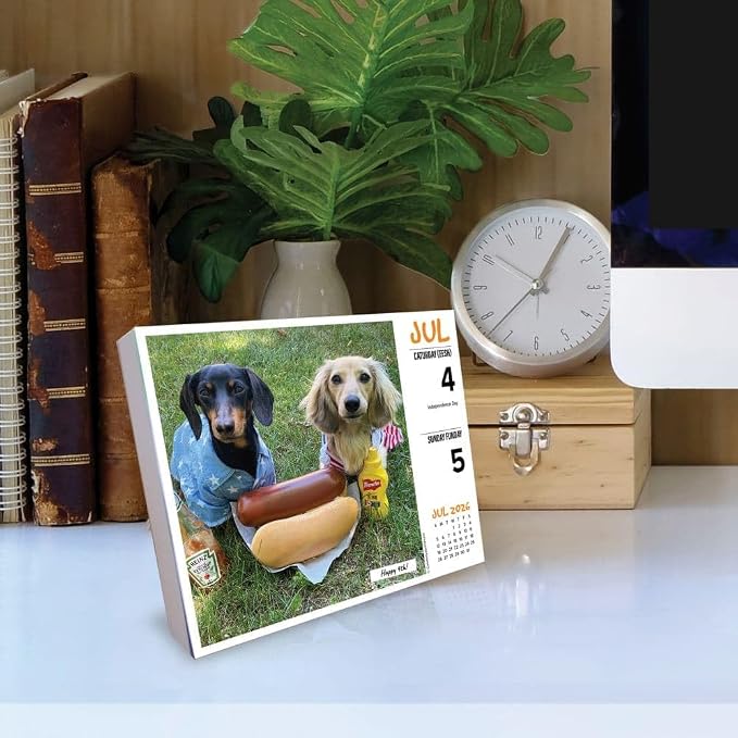 Willow Creek Press, Crusoe the Celebrity Dachshund 2026 Desk Calendar